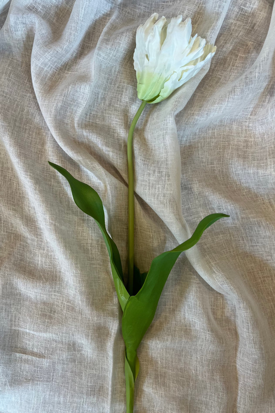 White Parrot Tulip Stem