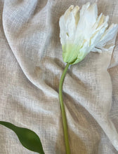 Load image into Gallery viewer, White Parrot Tulip Stem
