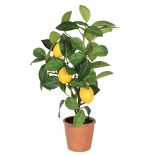 Load image into Gallery viewer, Lemon Tree in clay pot

